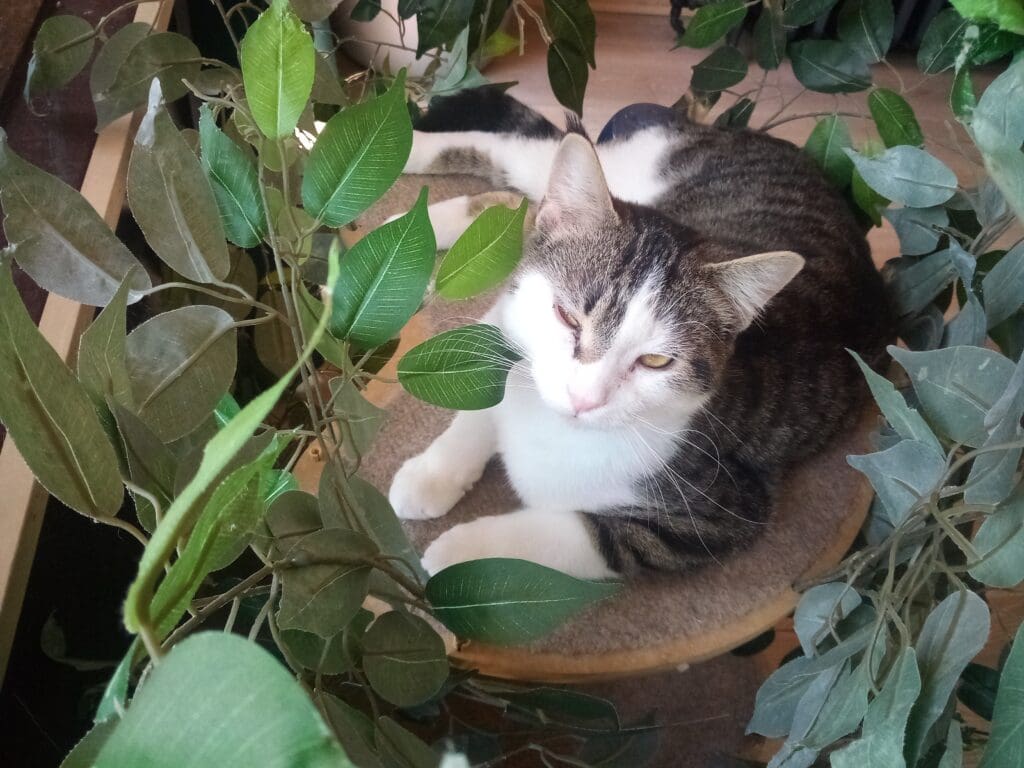A cat laying on top of a plant.