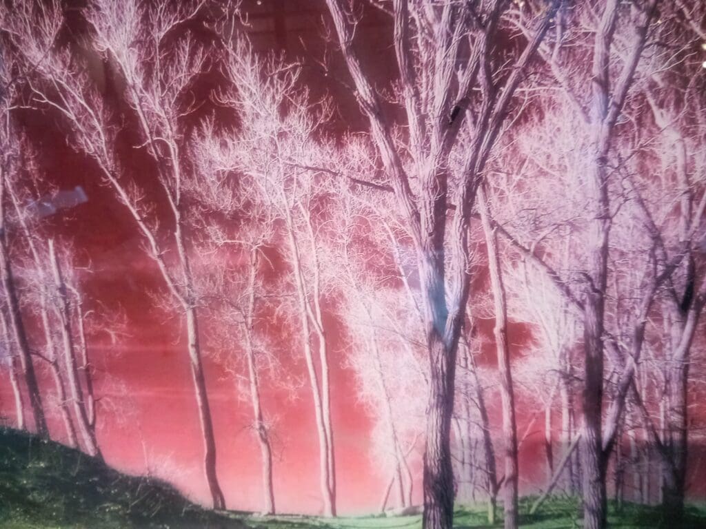A Pink Color Background With Trees Image