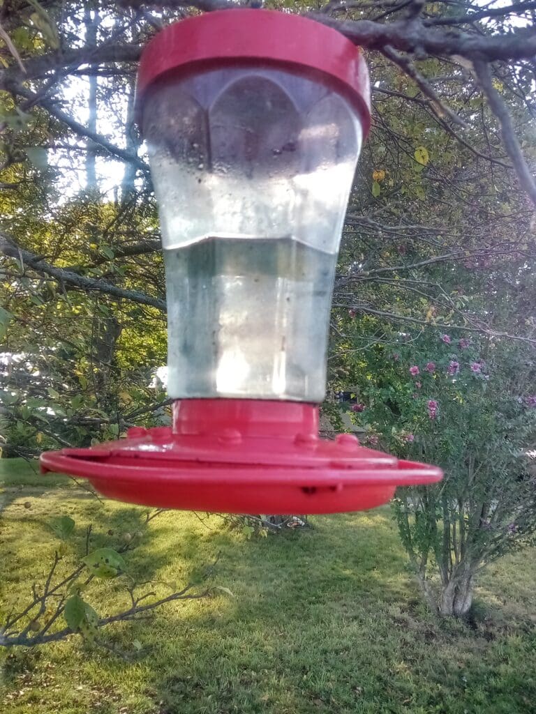 Red hummingbird feeder hanging in a tree.