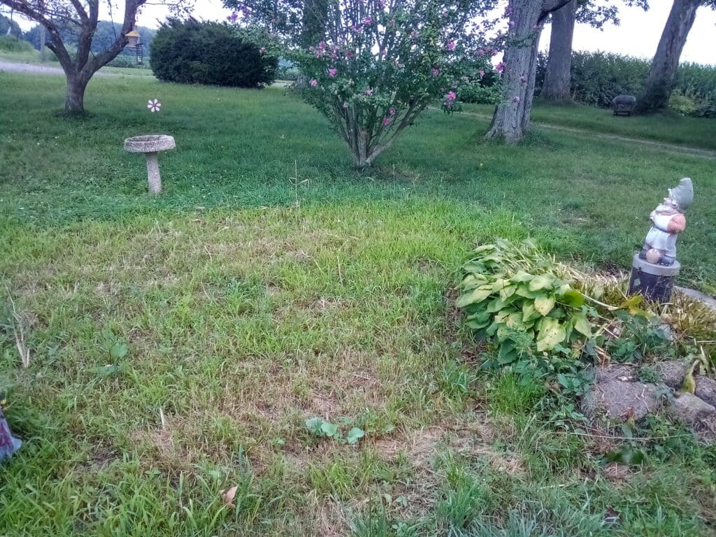 Green grassy yard with bird bath and gnome.