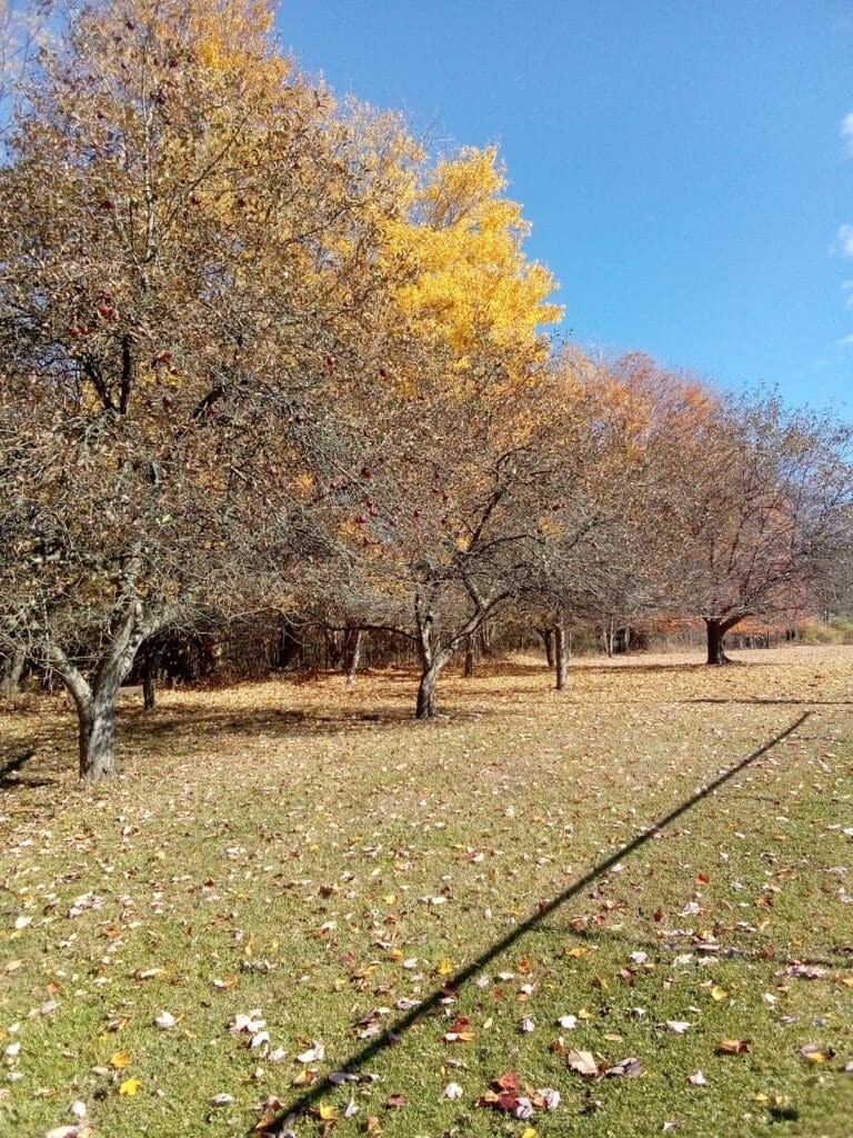 Autumn trees with colorful leaves in park.