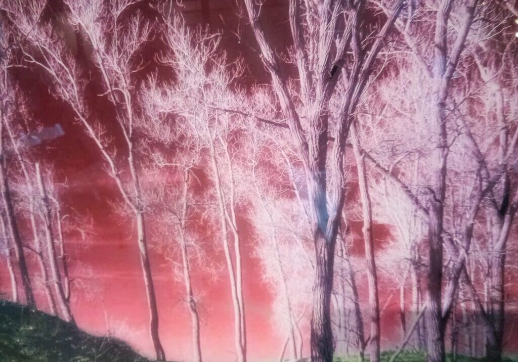 A Pink Color Background With Trees Image