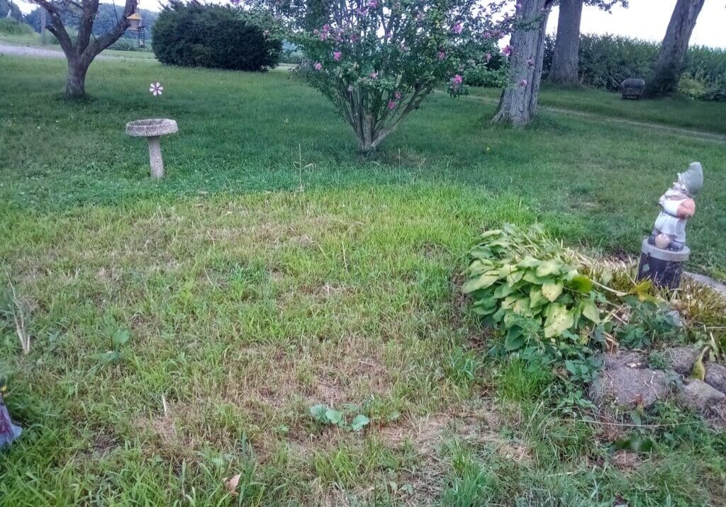 Green grassy yard with bird bath and gnome.