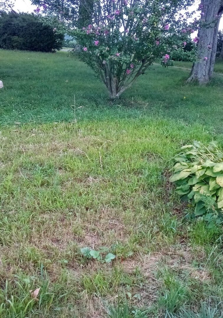 Green grassy yard with bird bath and gnome.