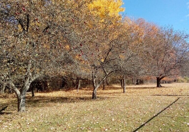 Autumn trees with colorful leaves in park.