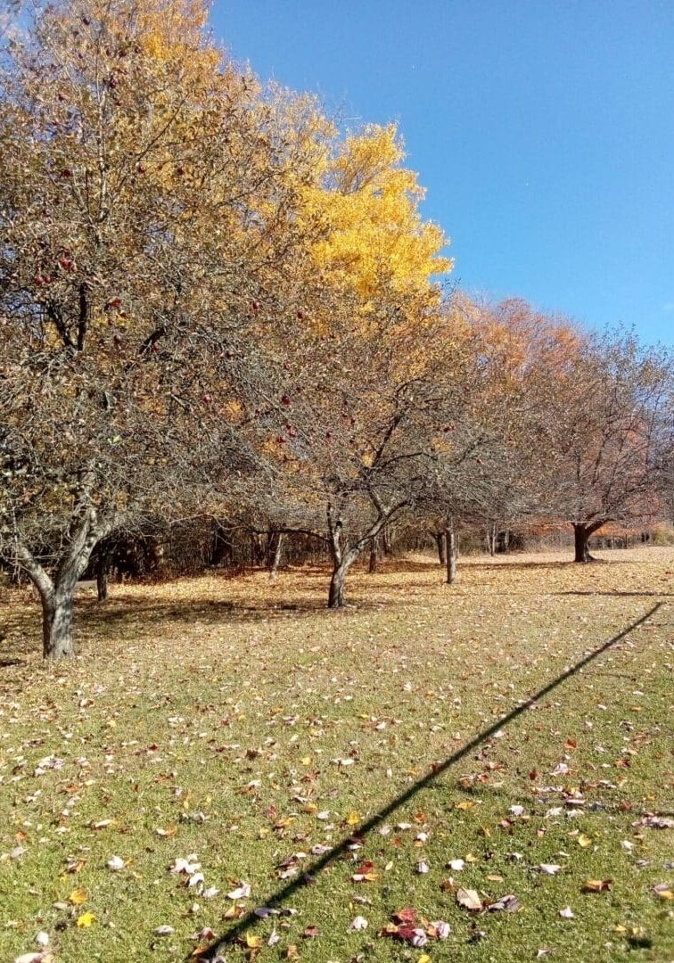 Autumn trees with colorful leaves in park.
