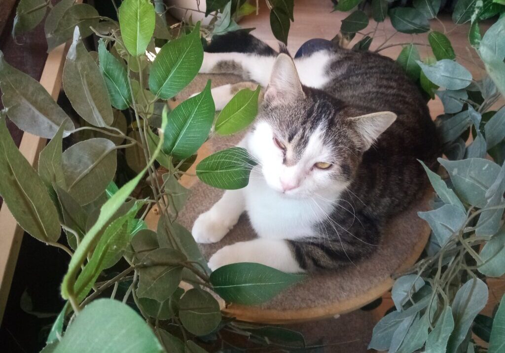 A cat laying on top of a plant.