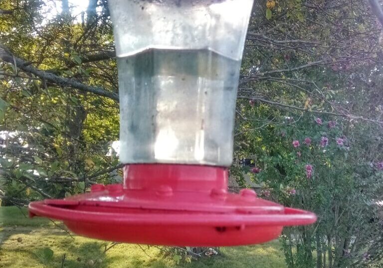 Red hummingbird feeder hanging in a tree.