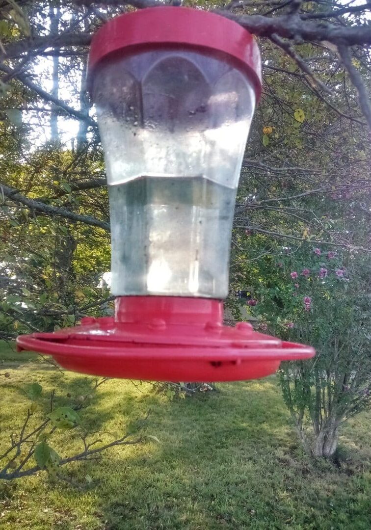 Red hummingbird feeder hanging in a tree.